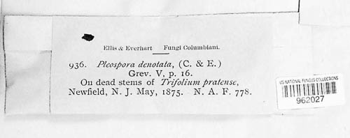 Stemphylium vesicarium image